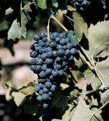 Uva Aglianico Vulture
