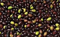 oliva taggiasca di Imperia