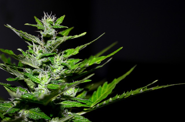 fiore cannabis